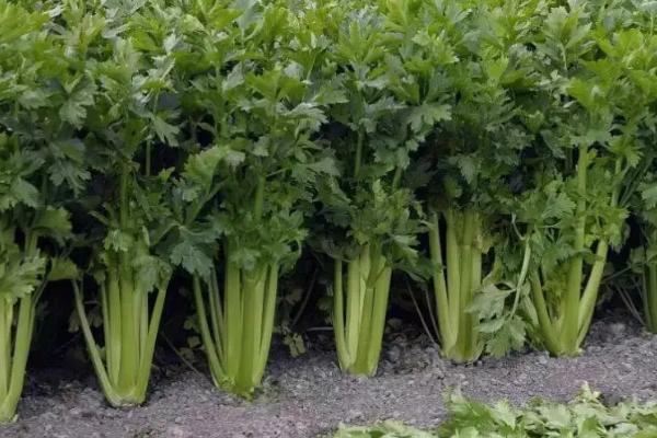 芹菜适宜生长温度是多少，附种植方法和管理方法