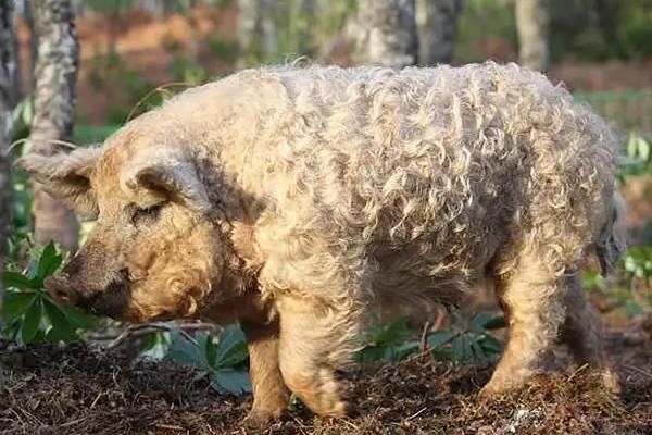 绵羊猪在中国能繁殖吗，是杂交而来的吗