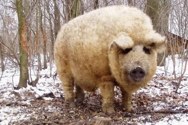绵羊猪在中国能繁殖吗，是杂交而来的吗