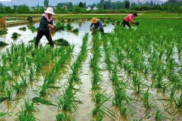 种水稻是几月份，国家有补贴吗