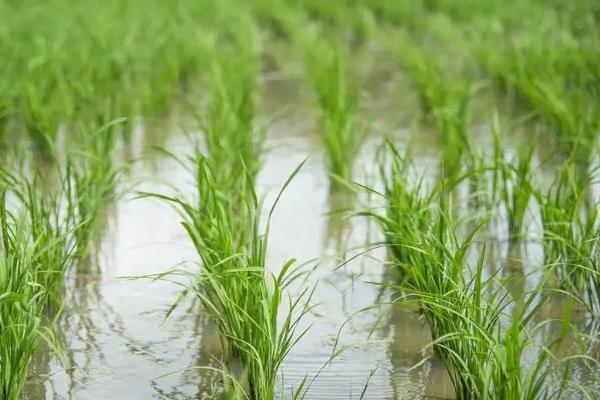 海南水稻一年收割几次，附种植方法
