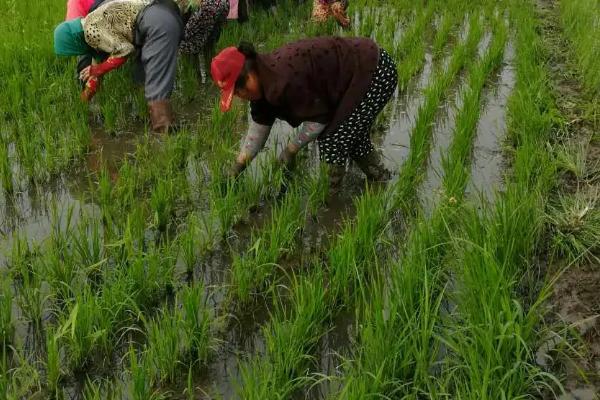 种水稻是几月份，国家有补贴吗