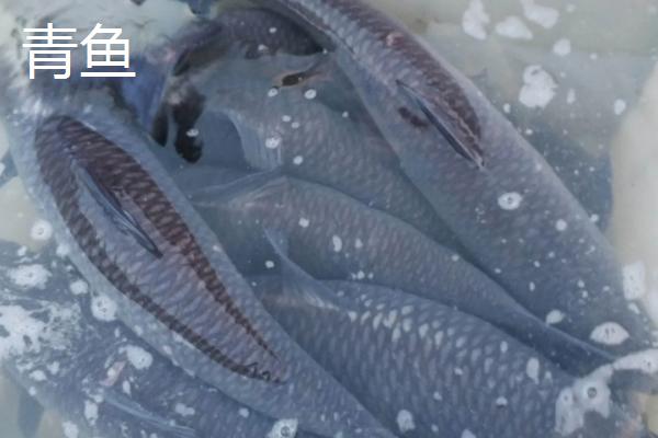 青鱼生长速度 青鱼和草鱼的区别 致富热