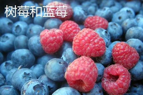 树莓和蓝莓区别