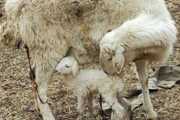 山羊一年繁殖几胎，羊有几个奶