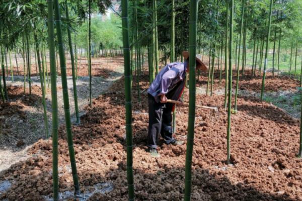 竹笋的种植方法和时间，种植前景如何