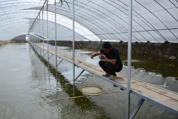 南美对虾养殖技术淡水怎么调水，养殖池如何建造