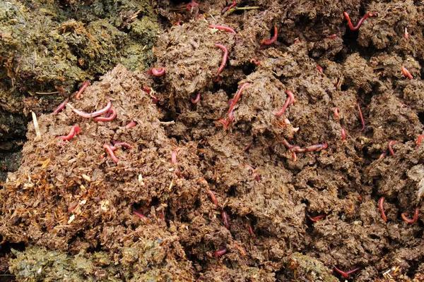 牛粪养蚯蚓的养殖技术，介绍无土养蚯蚓的方法