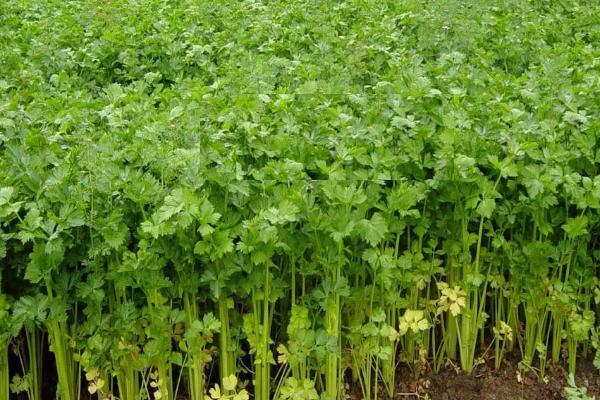 芹菜怎么种植方法如下，用什么肥料合适