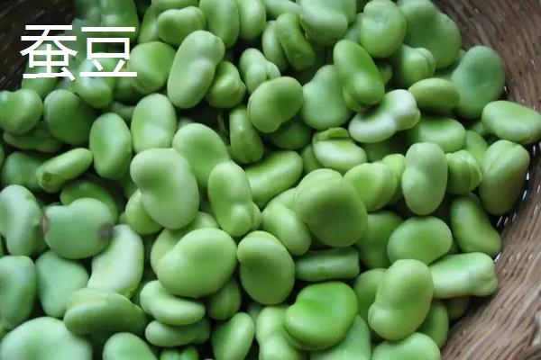 蚕豆是大豆吗，附蚕豆的种植方法