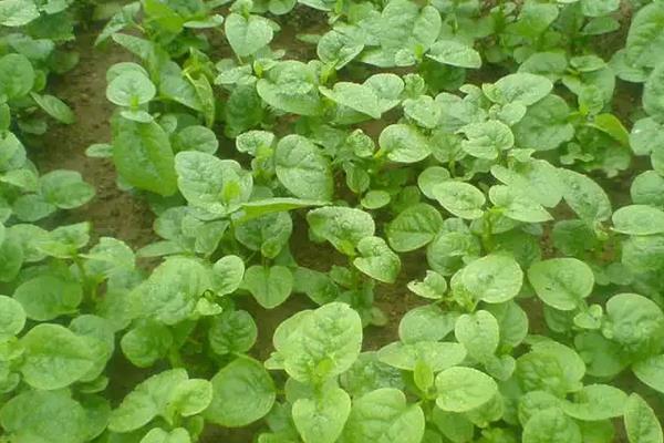 木耳菜需要打农药吗，木耳菜种植方法