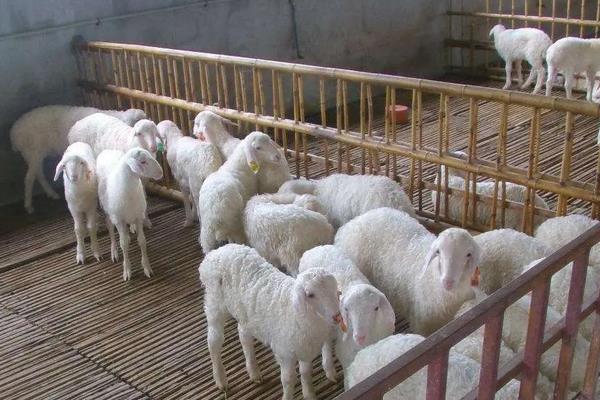羊身上湿漉漉的怎么回事，羊怕冷吗，冬天怎么养