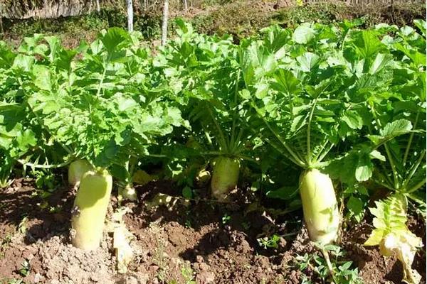 种萝卜用什么肥料做底肥，附萝卜的种植方法