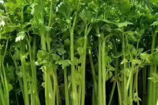 芹菜种植技术和种植时间