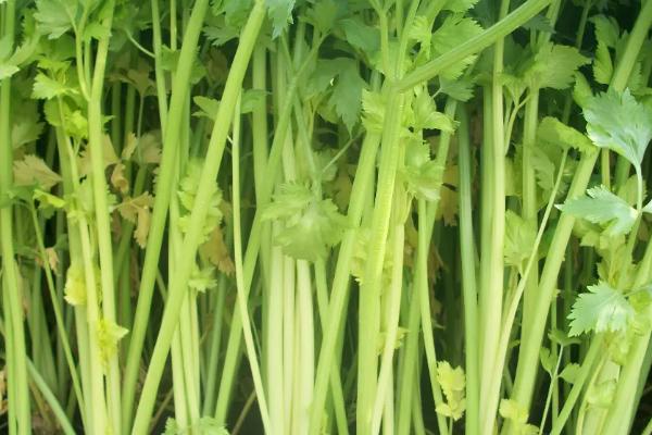 芹菜种植技术和种植时间