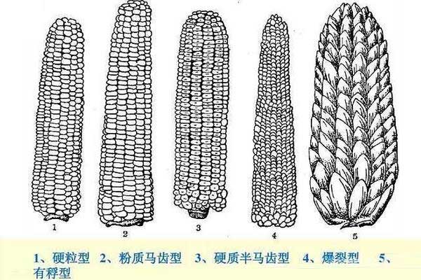 玉米马齿型和半马齿型哪个产量高，附玉米的种植方法