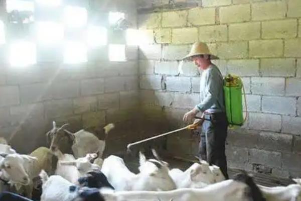 羊人工授精方法和步骤，羊人工授精的优缺点