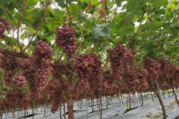 克伦生葡萄种植技术及技巧，附该品种的特点