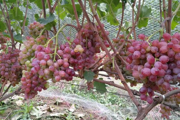 克伦生葡萄种植技术及技巧，附该品种的特点