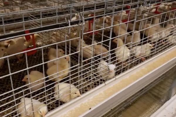 45天笼养肉鸡养殖技术，附养肉鸡的利润与成本