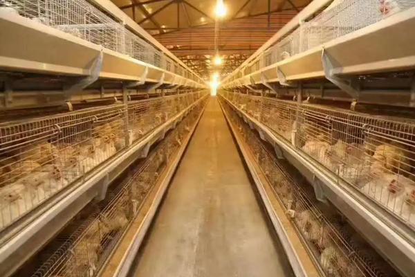 45天笼养肉鸡养殖技术，附养肉鸡的利润与成本
