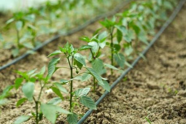 大棚辣椒亩产量一般能达到多少，附种植方法
