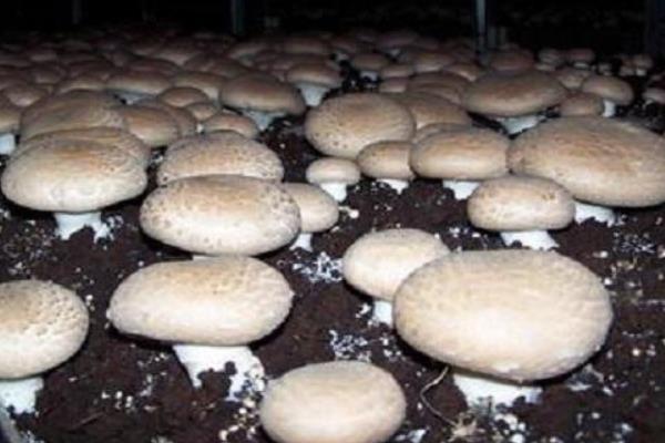 蘑菇种植技术，蘑菇菌包里面有些什么