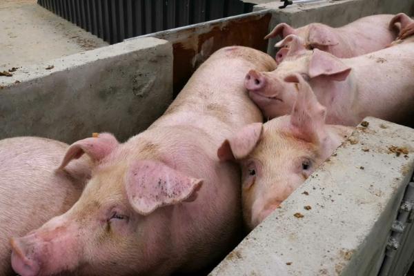 猪一般多少斤可以出栏，猪出栏周期多久