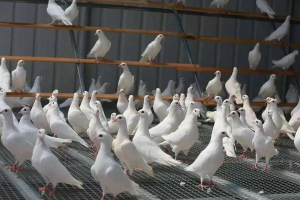白鸽养殖技术和管理，鸽舍如何建造