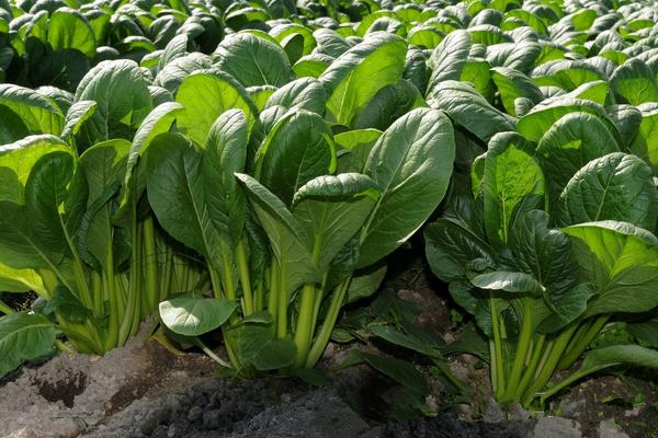 菠菜一亩地产多少斤，菠菜的种植方法