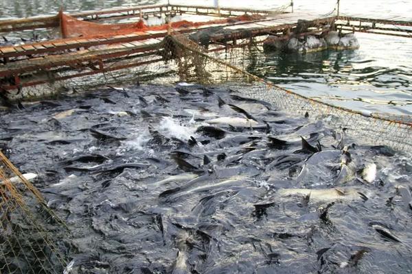 大头鱼的养殖技术，养一年可以长到几斤