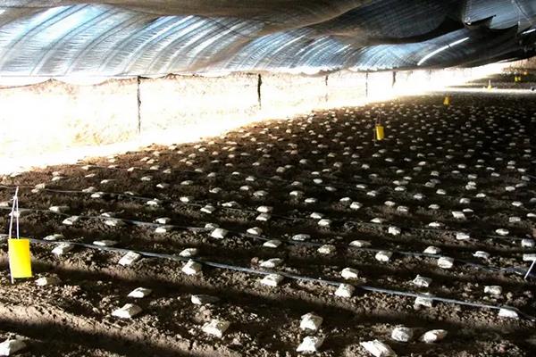 种植羊肚菌的大棚怎样建，附种植方法和条件