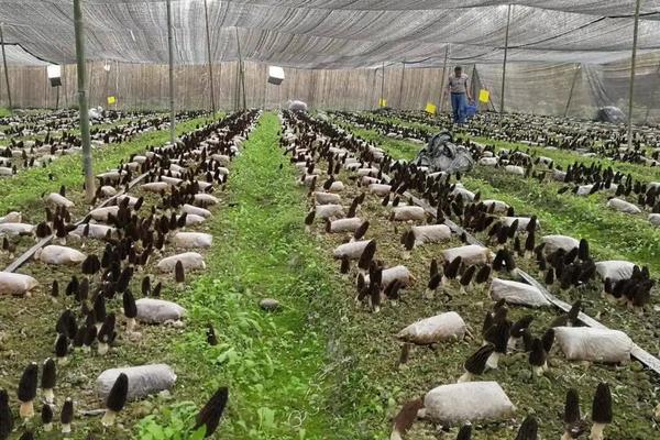 羊肚菌大棚种植技术，羊肚菌适合什么地区种植