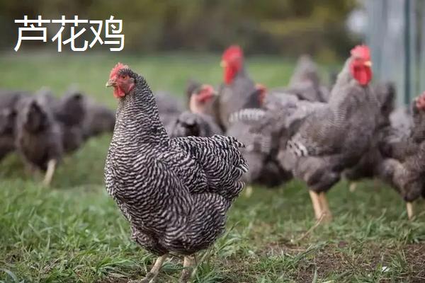 芦花鸡和普通鸡的区别，附芦花鸡的养殖技术