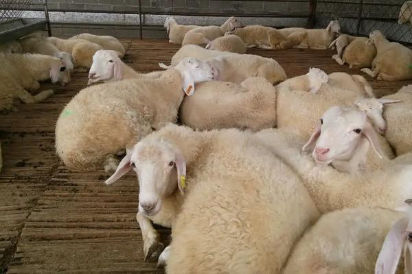 养殖羊的成本，附养殖技术