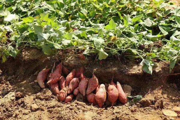 番薯种植需要什么条件，附种植方法