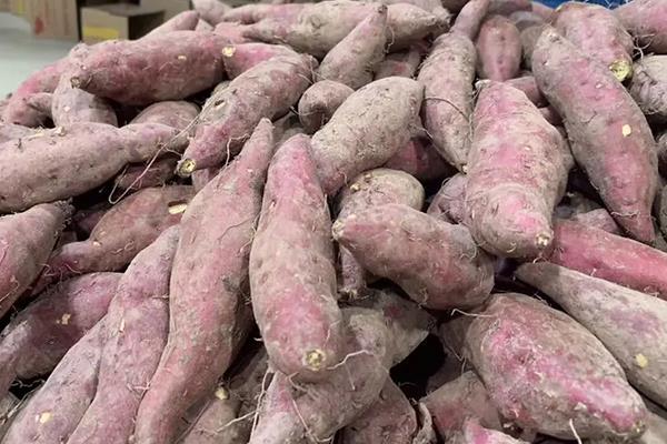 红薯苗蔫了还能活吗，附红薯苗种植的方法步骤