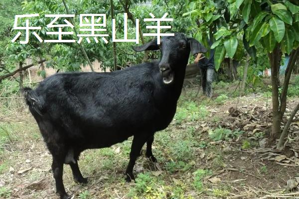 黑山羊品种哪个好，附养殖方法