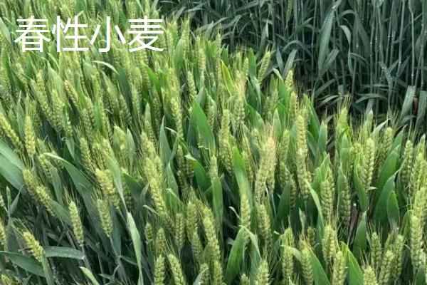 小麦种子冬性半冬性有什么区别