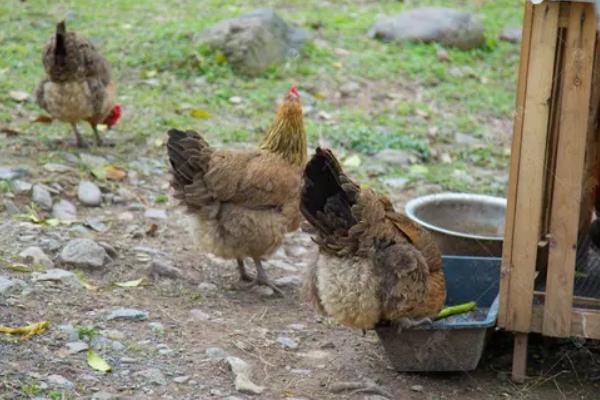 鸡吃干料和湿料的区别