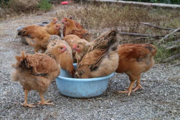 鸡吃干料和湿料的区别