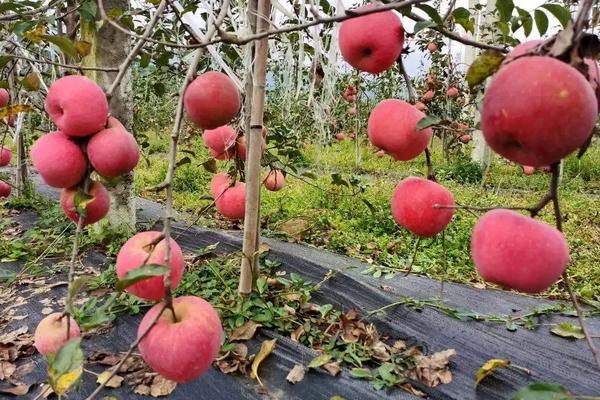 苹果亩产量一般多少斤，附种植方法