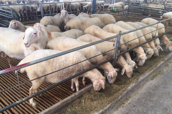 羊的养殖技术与管理，羊怕冷吗,冬天怎么养