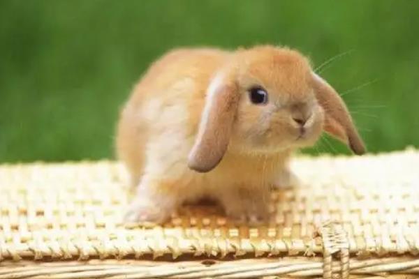 垂耳兔能长多大，垂耳兔的养殖方法
