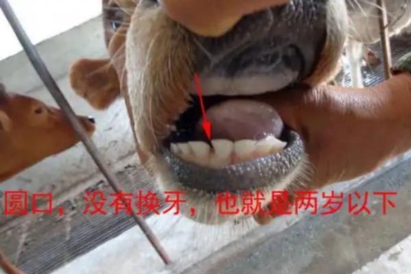 牛有牙齿吗？如何通过牛的牙齿辨别年龄 