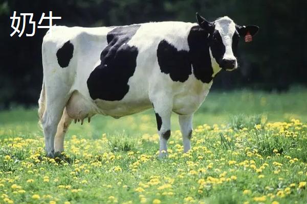 奶牛是什么样子的,有什么特点，奶牛和黄牛有什么区别
