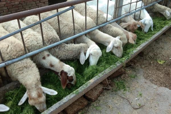 大棚可以养羊吗?圈养羊的成本和利润有多少