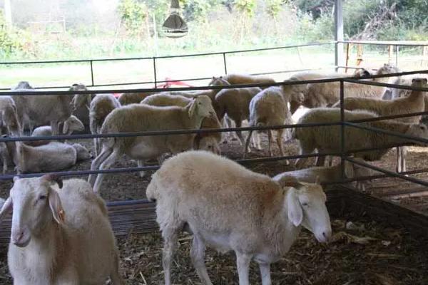 羊的饲养与管理技术，附注意事项
