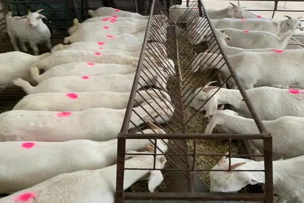 圈养山羊养殖技术，养山羊的利润与成本和有什么风险
