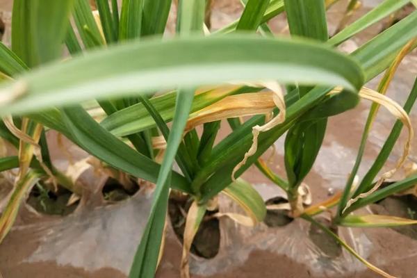 蒜苗黄叶干尖的原因及防治方法，附蒜苗的种植方法